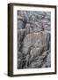 Brunnich's Guillemots and Black-Legged Kittiwakes-G and M Therin-Weise-Framed Photographic Print