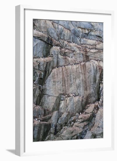 Brunnich's Guillemots and Black-Legged Kittiwakes-G and M Therin-Weise-Framed Photographic Print