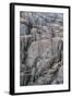 Brunnich's Guillemots and Black-Legged Kittiwakes-G and M Therin-Weise-Framed Photographic Print