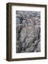 Brunnich's Guillemots and Black-Legged Kittiwakes-G and M Therin-Weise-Framed Photographic Print