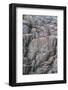 Brunnich's Guillemots and Black-Legged Kittiwakes-G and M Therin-Weise-Framed Photographic Print