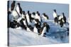 Brunnich's Guillemots, Svalbard, Norway-Paul Souders-Stretched Canvas