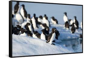 Brunnich's Guillemots, Svalbard, Norway-Paul Souders-Framed Stretched Canvas