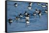 Brunnich's Guillemots, Svalbard, Norway-Paul Souders-Framed Stretched Canvas