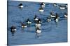 Brunnich's Guillemots, Svalbard, Norway-Paul Souders-Stretched Canvas