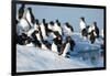 Brunnich's Guillemots, Svalbard, Norway-Paul Souders-Framed Photographic Print