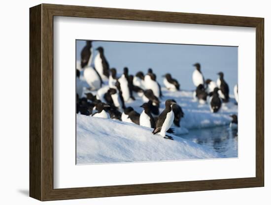 Brunnich's Guillemots, Svalbard, Norway-Paul Souders-Framed Photographic Print