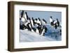 Brunnich's Guillemots, Svalbard, Norway-Paul Souders-Framed Photographic Print