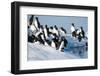 Brunnich's Guillemots, Svalbard, Norway-Paul Souders-Framed Photographic Print