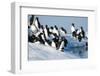 Brunnich's Guillemots, Svalbard, Norway-Paul Souders-Framed Photographic Print