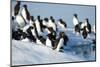 Brunnich's Guillemots, Svalbard, Norway-Paul Souders-Mounted Photographic Print