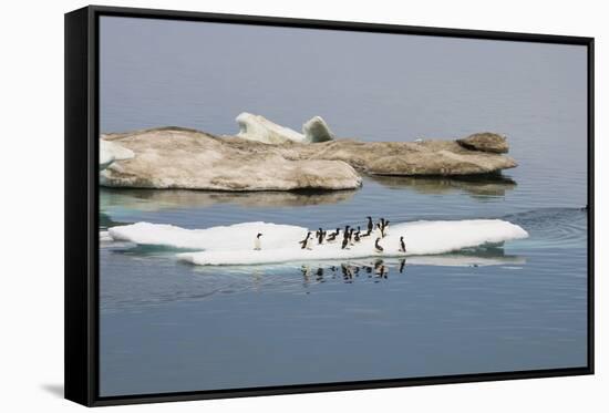 Brunnich's Guillemots (Thick-Billed Murres) (Uria Lomvia)-Gabrielle and Michel Therin-Weise-Framed Stretched Canvas