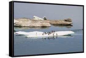 Brunnich's Guillemots (Thick-Billed Murres) (Uria Lomvia)-Gabrielle and Michel Therin-Weise-Framed Stretched Canvas