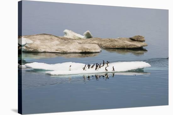 Brunnich's Guillemots (Thick-Billed Murres) (Uria Lomvia)-Gabrielle and Michel Therin-Weise-Stretched Canvas