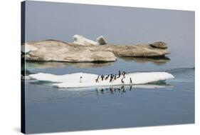 Brunnich's Guillemots (Thick-Billed Murres) (Uria Lomvia)-Gabrielle and Michel Therin-Weise-Stretched Canvas