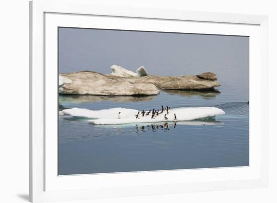 Brunnich's Guillemots (Thick-Billed Murres) (Uria Lomvia)-Gabrielle and Michel Therin-Weise-Framed Photographic Print