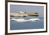 Brunnich's Guillemots (Thick-Billed Murres) (Uria Lomvia)-Gabrielle and Michel Therin-Weise-Framed Photographic Print