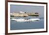 Brunnich's Guillemots (Thick-Billed Murres) (Uria Lomvia)-Gabrielle and Michel Therin-Weise-Framed Photographic Print