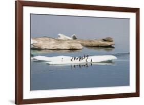 Brunnich's Guillemots (Thick-Billed Murres) (Uria Lomvia)-Gabrielle and Michel Therin-Weise-Framed Photographic Print