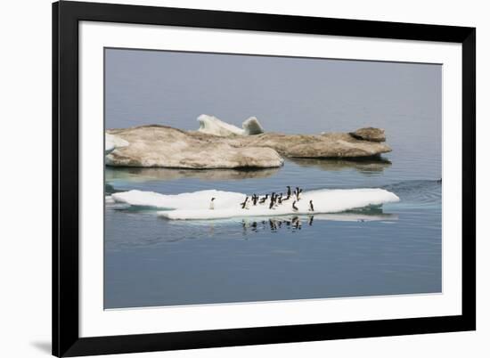 Brunnich's Guillemots (Thick-Billed Murres) (Uria Lomvia)-Gabrielle and Michel Therin-Weise-Framed Photographic Print