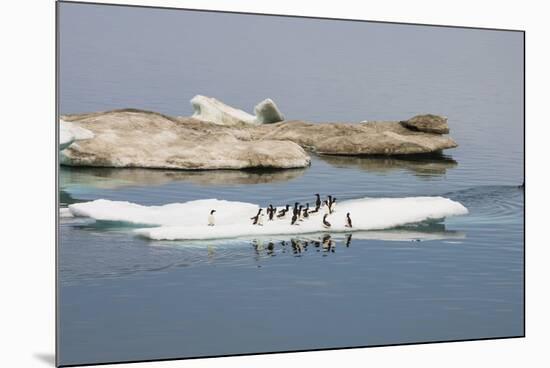 Brunnich's Guillemots (Thick-Billed Murres) (Uria Lomvia)-Gabrielle and Michel Therin-Weise-Mounted Photographic Print