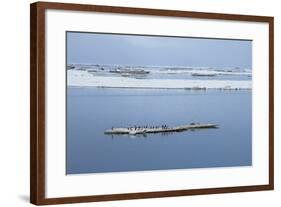 Brunnich's Guillemots (Thick-Billed Murres) (Uria Lomvia)-Gabrielle and Michel Therin-Weise-Framed Photographic Print