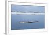 Brunnich's Guillemots (Thick-Billed Murres) (Uria Lomvia)-Gabrielle and Michel Therin-Weise-Framed Photographic Print