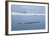 Brunnich's Guillemots (Thick-Billed Murres) (Uria Lomvia)-Gabrielle and Michel Therin-Weise-Framed Photographic Print