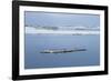 Brunnich's Guillemots (Thick-Billed Murres) (Uria Lomvia)-Gabrielle and Michel Therin-Weise-Framed Photographic Print