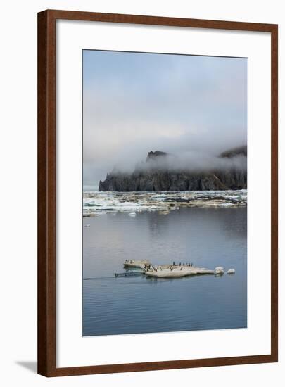 Brunnich's Guillemots (Thick-Billed Murres) (Uria Lomvia)-Gabrielle and Michel Therin-Weise-Framed Photographic Print