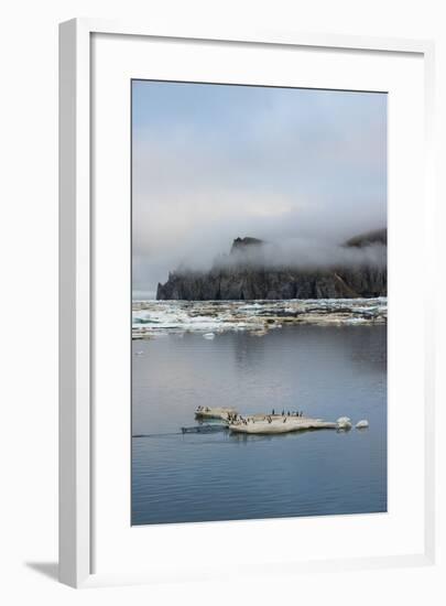 Brunnich's Guillemots (Thick-Billed Murres) (Uria Lomvia)-Gabrielle and Michel Therin-Weise-Framed Photographic Print