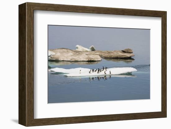 Brunnich's Guillemots (Thick-Billed Murres) (Uria Lomvia)-Gabrielle and Michel Therin-Weise-Framed Photographic Print