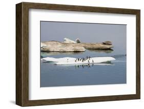 Brunnich's Guillemots (Thick-Billed Murres) (Uria Lomvia)-Gabrielle and Michel Therin-Weise-Framed Photographic Print