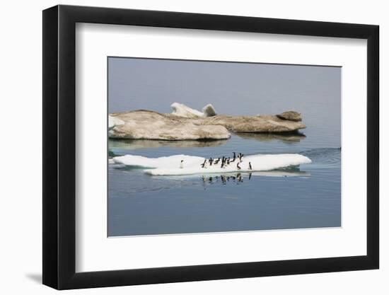 Brunnich's Guillemots (Thick-Billed Murres) (Uria Lomvia)-Gabrielle and Michel Therin-Weise-Framed Photographic Print