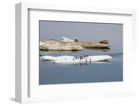 Brunnich's Guillemots (Thick-Billed Murres) (Uria Lomvia)-Gabrielle and Michel Therin-Weise-Framed Photographic Print