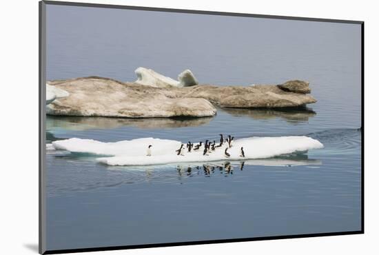 Brunnich's Guillemots (Thick-Billed Murres) (Uria Lomvia)-Gabrielle and Michel Therin-Weise-Mounted Photographic Print