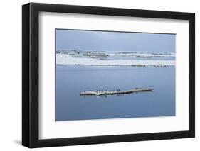 Brunnich's Guillemots (Thick-Billed Murres) (Uria Lomvia)-Gabrielle and Michel Therin-Weise-Framed Photographic Print