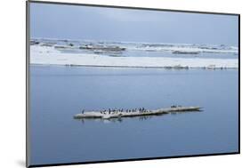 Brunnich's Guillemots (Thick-Billed Murres) (Uria Lomvia)-Gabrielle and Michel Therin-Weise-Mounted Photographic Print