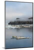 Brunnich's Guillemots (Thick-Billed Murres) (Uria Lomvia)-Gabrielle and Michel Therin-Weise-Mounted Photographic Print