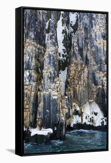 Brunnich's Guillemots (Uria lomvia), Alkefjellet, Spitsbergen, Svalbard Islands, Norway.-Sergio Pitamitz-Framed Stretched Canvas