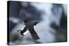 Brunnnich'S Guillemot (Uria Aalge) In Flight, Vardo, Norway, March-Markus Varesvuo-Stretched Canvas