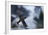 Brunnnich'S Guillemot (Uria Aalge) In Flight, Vardo, Norway, March-Markus Varesvuo-Framed Photographic Print