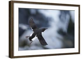 Brunnnich'S Guillemot (Uria Aalge) In Flight, Vardo, Norway, March-Markus Varesvuo-Framed Photographic Print