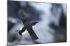 Brunnnich'S Guillemot (Uria Aalge) In Flight, Vardo, Norway, March-Markus Varesvuo-Mounted Photographic Print