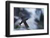 Brunnnich'S Guillemot (Uria Aalge) In Flight, Vardo, Norway, March-Markus Varesvuo-Framed Photographic Print