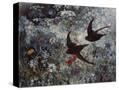 Stretched Canvas