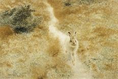 A Winter-Hare in a Landscape-Bruno Liljefors-Giclee Print