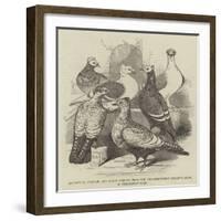 Brunswick, Suabian, and Saxon Pigeons, from the Philoperisteron Society's Show, in Freemasons'-Hall-Harrison William Weir-Framed Giclee Print