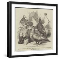 Brunswick, Suabian, and Saxon Pigeons, from the Philoperisteron Society's Show, in Freemasons'-Hall-Harrison William Weir-Framed Giclee Print