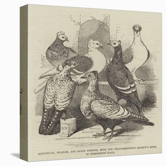 Brunswick, Suabian, and Saxon Pigeons, from the Philoperisteron Society's Show, in Freemasons'-Hall-Harrison William Weir-Stretched Canvas